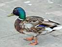 084_Mandarin Ducks in Schlobpark  Charlottenburg.JPG